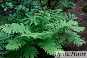 osmunda claytonia             
